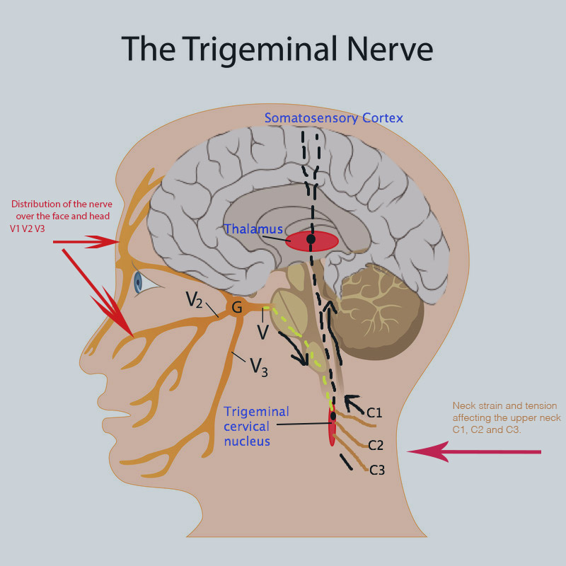 Diagram of Trigeminal Nerve 
